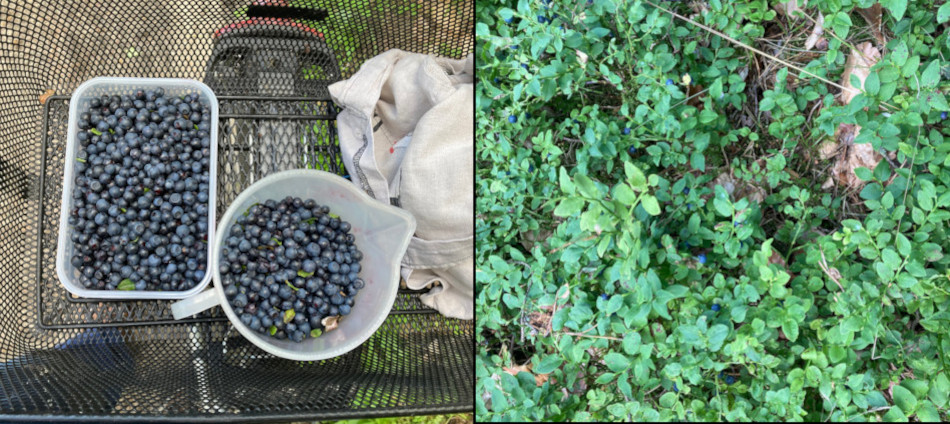 Blaubeeren