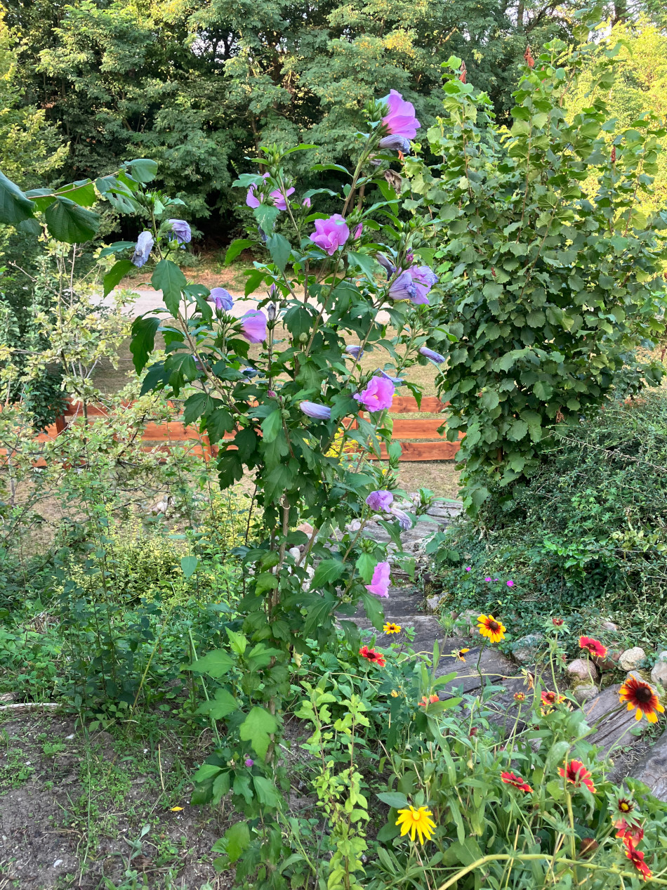 Garten1